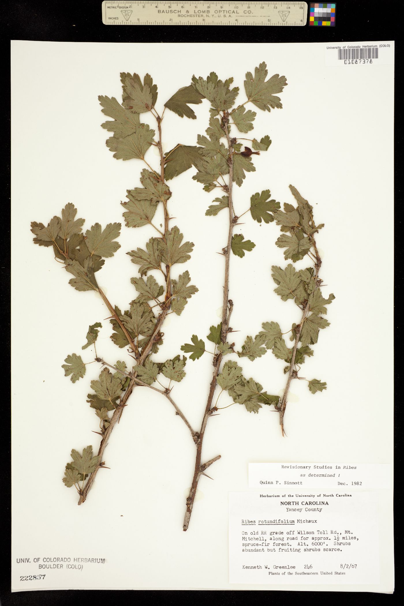 Grossulariaceae image