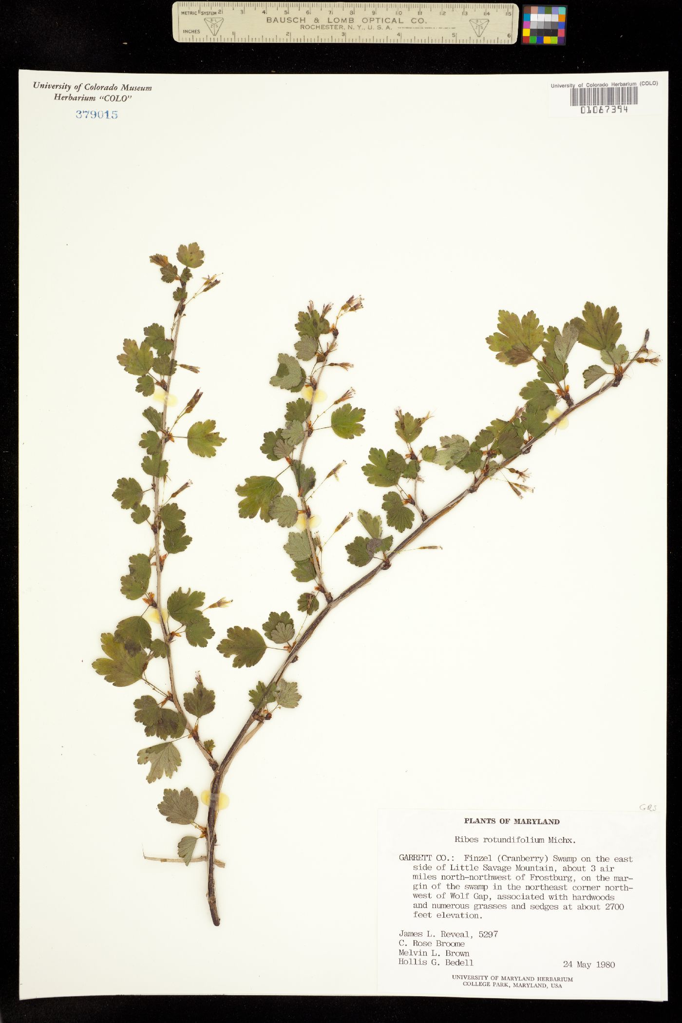 Ribes rotundifolium image