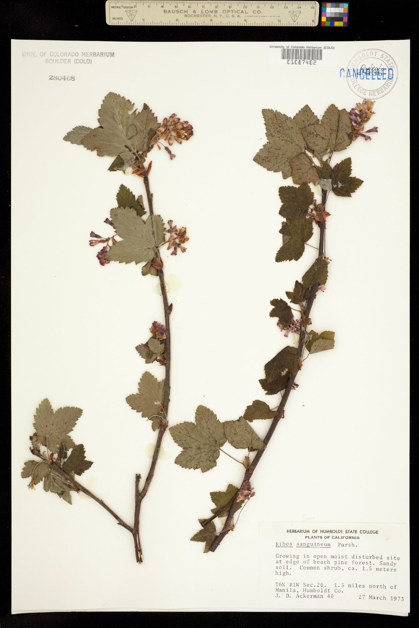 Ribes sanguineum image