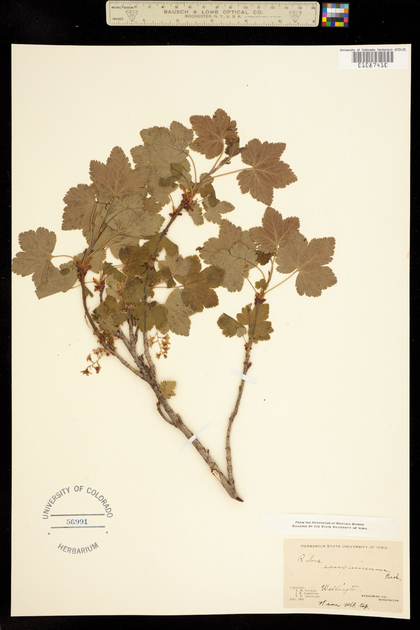 Ribes sanguineum image