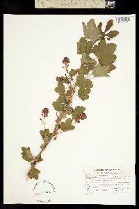 Image of Ribes sanguineum