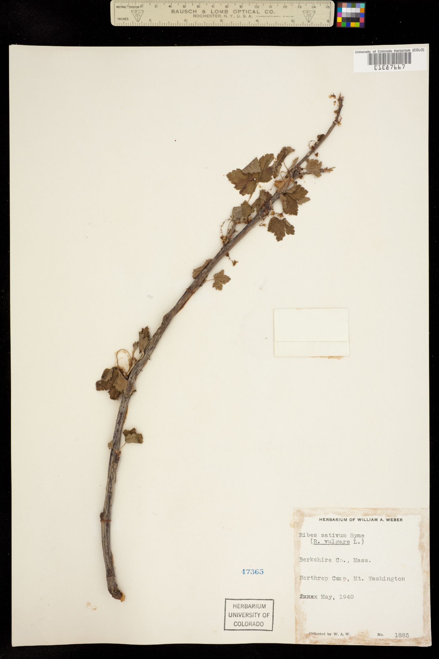 Ribes rubrum image
