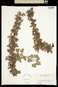 Ribes sericeum image