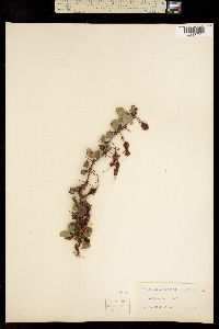 Image of Ribes speciosum
