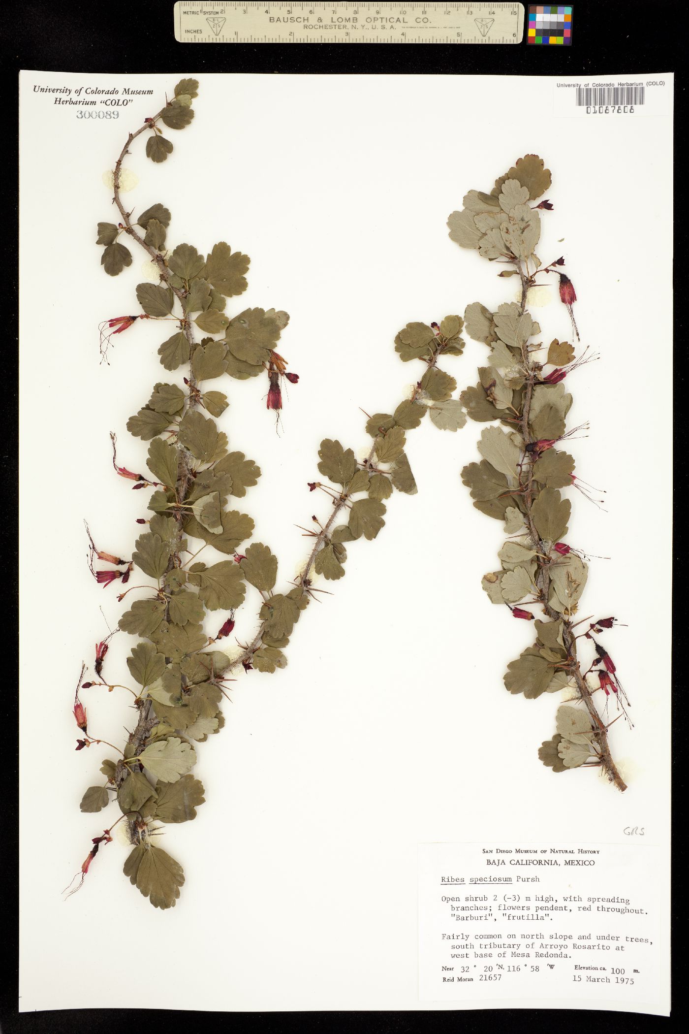 Ribes speciosum image
