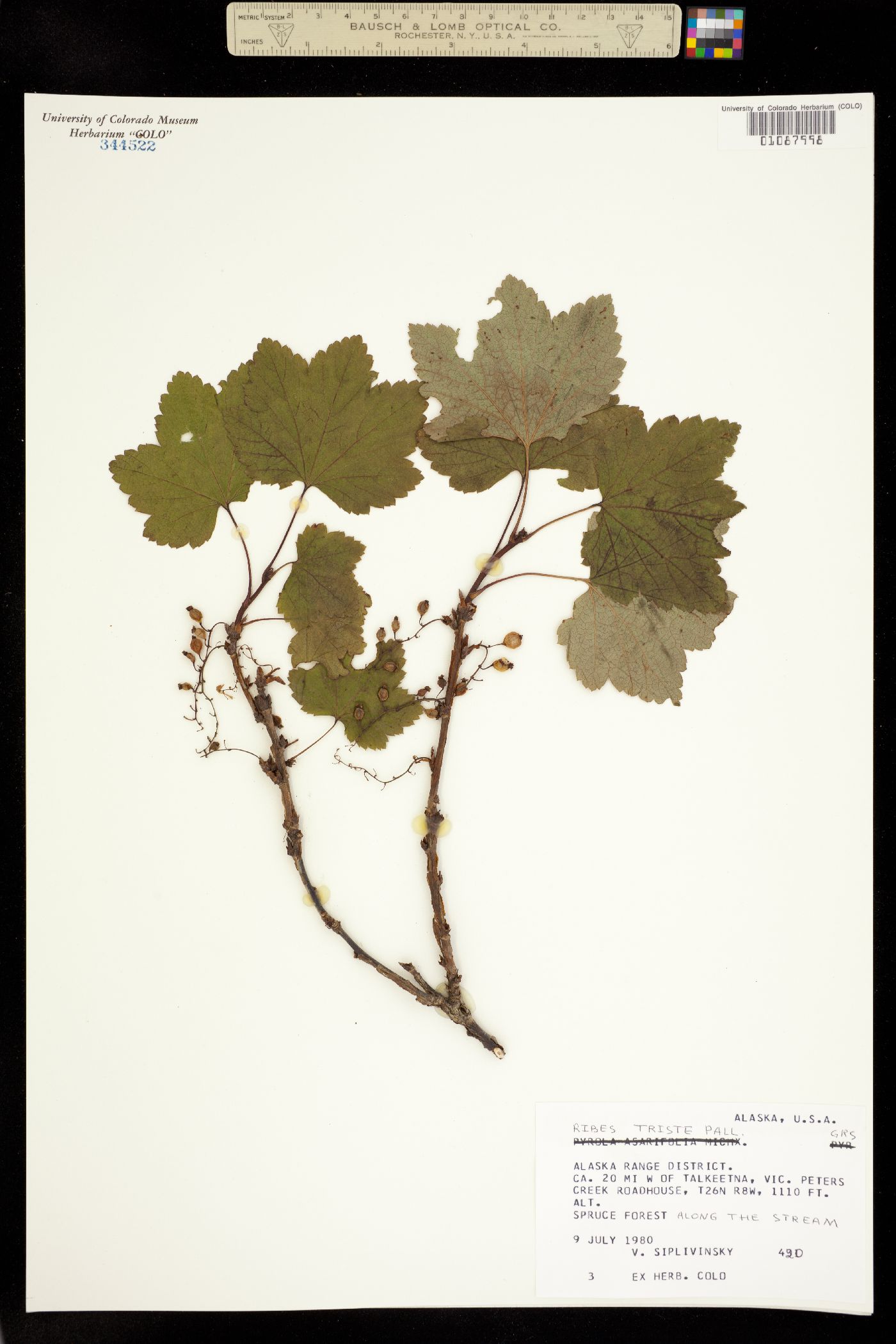 Ribes triste image