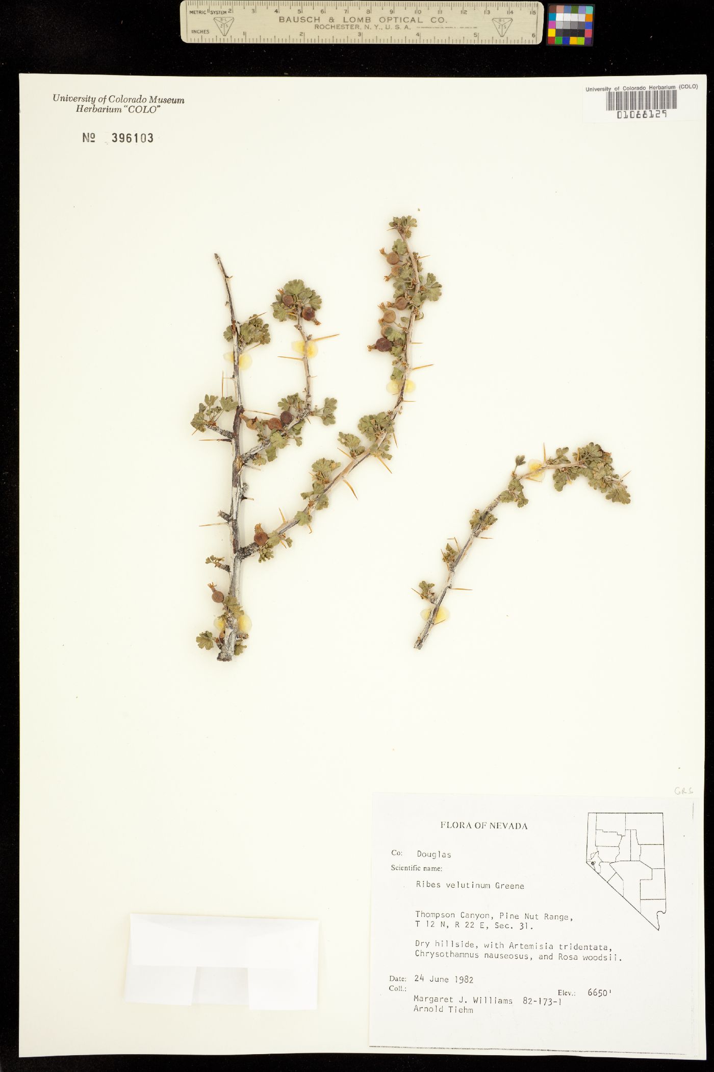 Ribes velutinum image