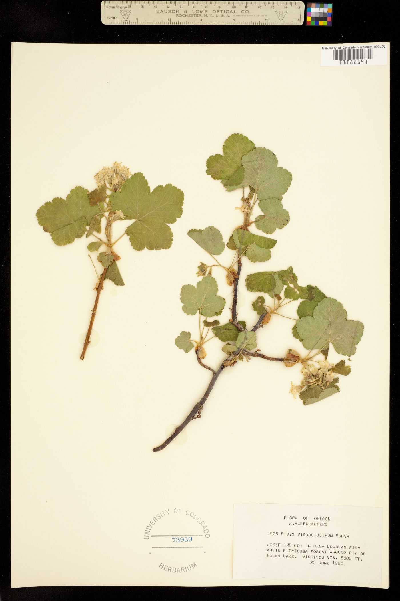 Ribes viscosissimum image