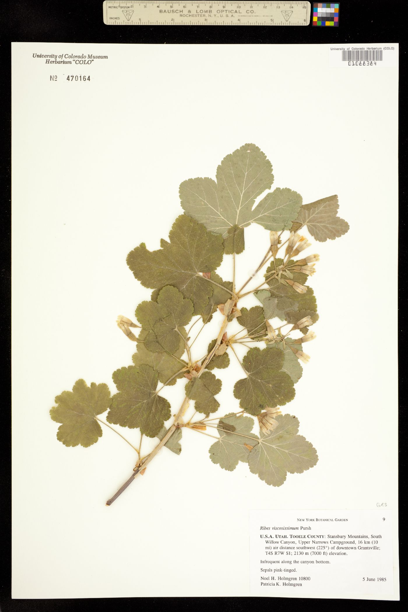 Ribes viscosissimum image