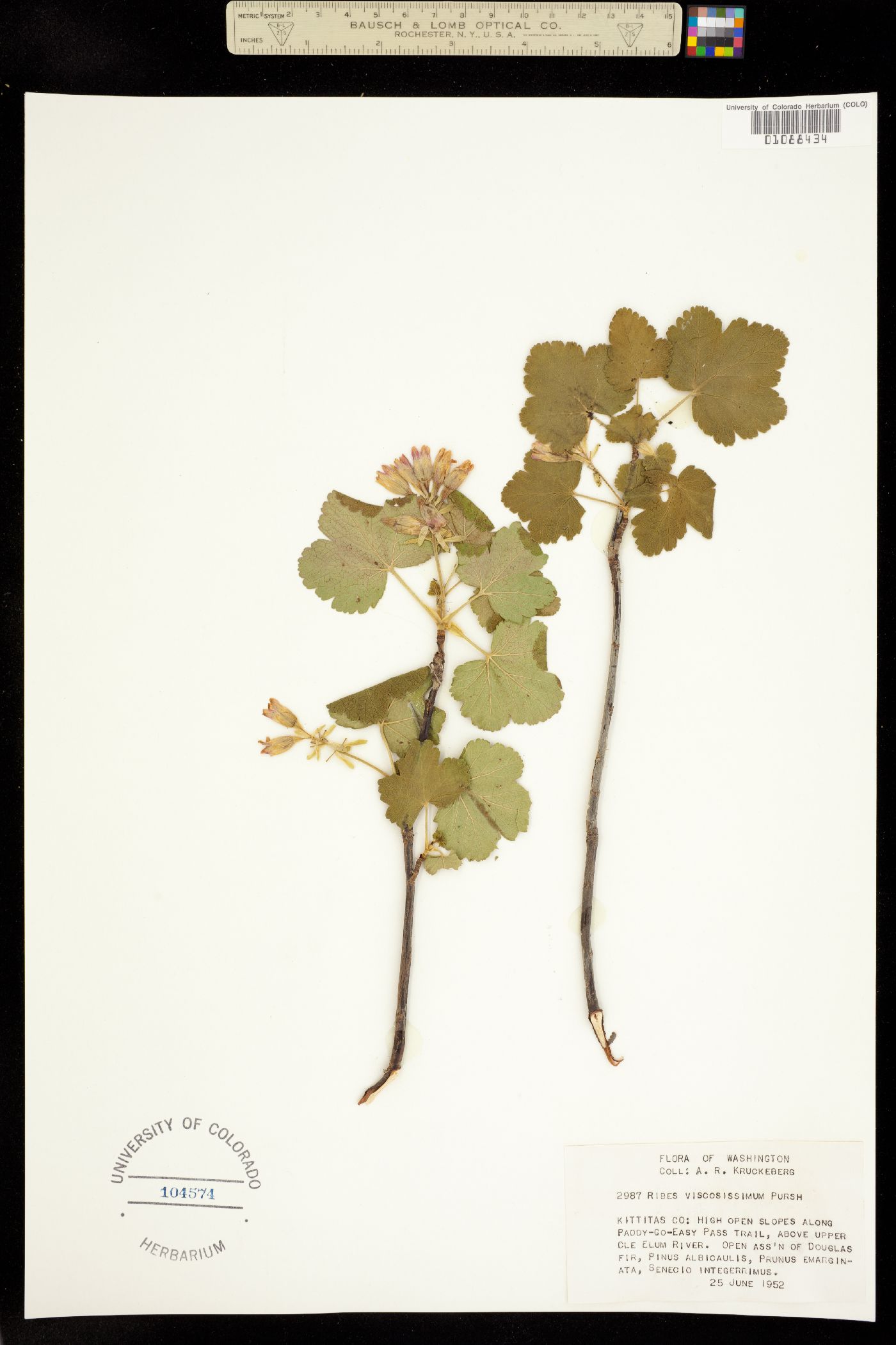 Ribes viscosissimum image