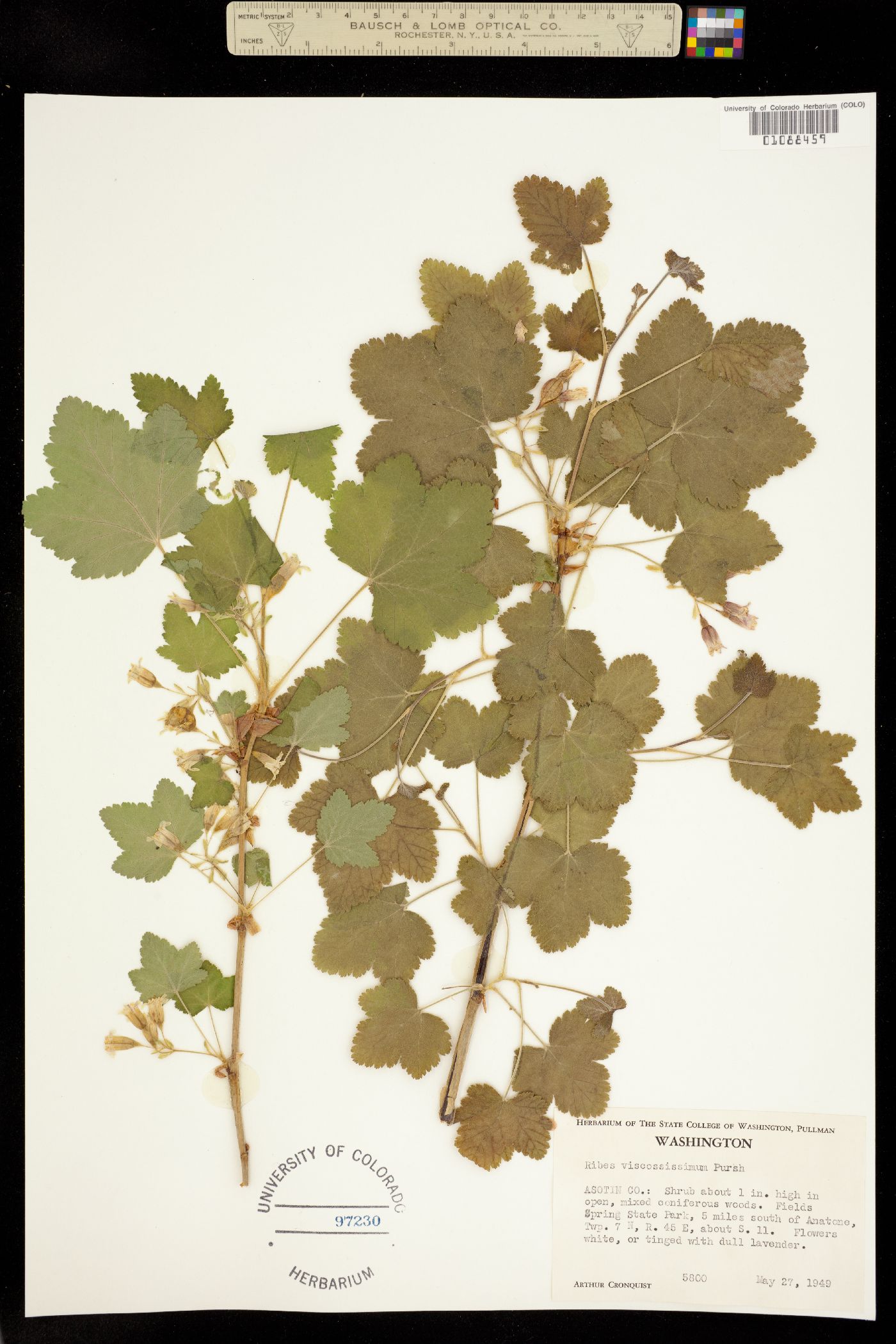 Ribes viscosissimum image