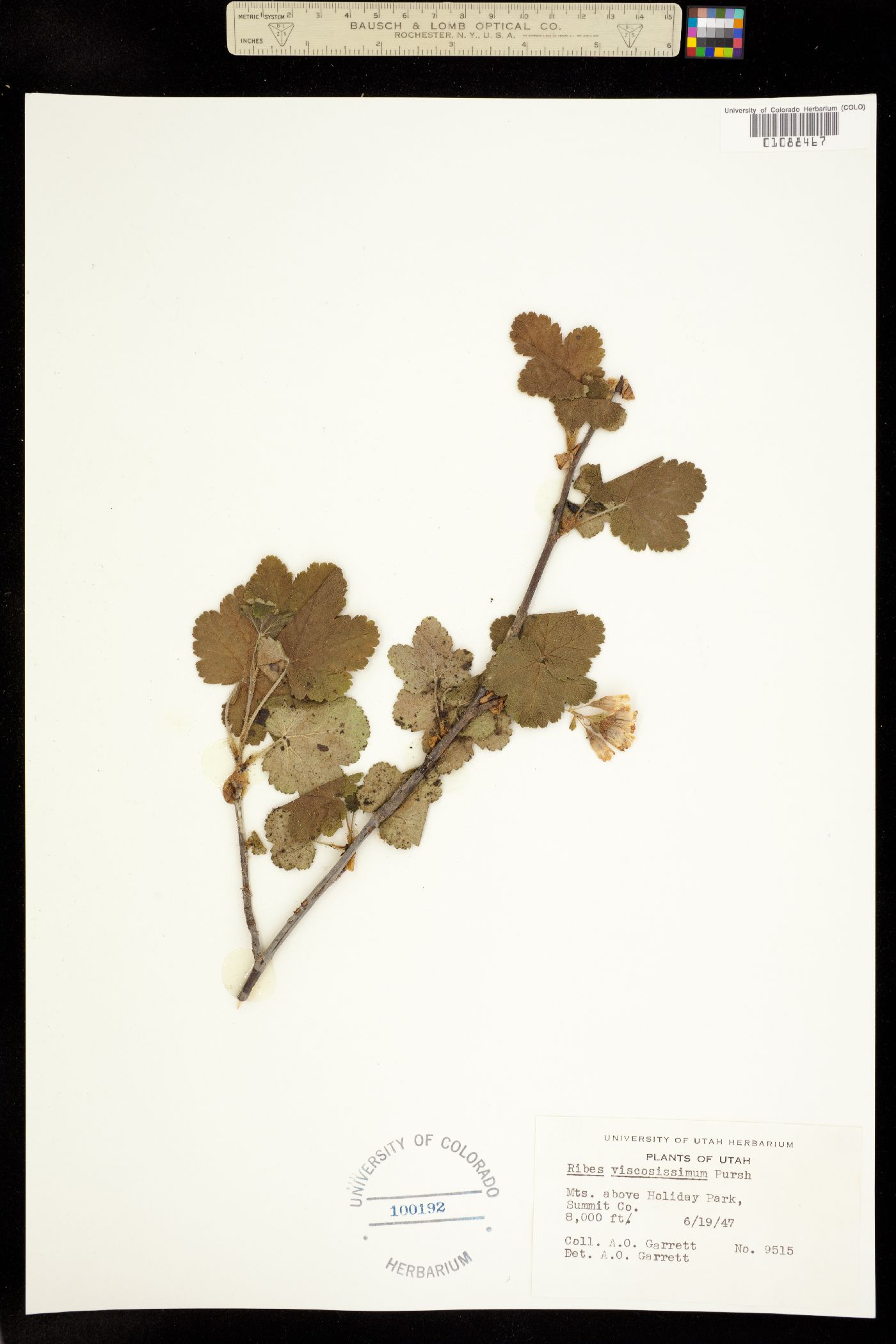 Ribes viscosissimum image