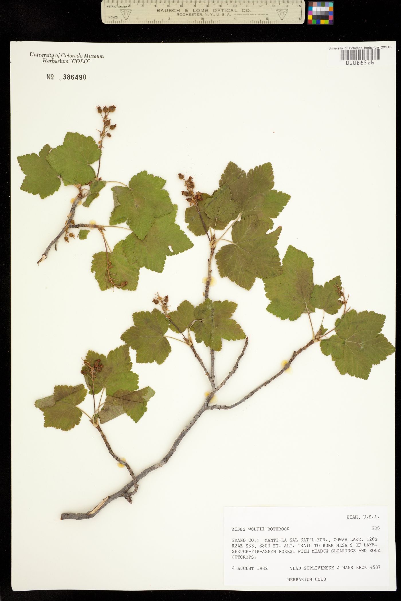 Ribes wolfii image