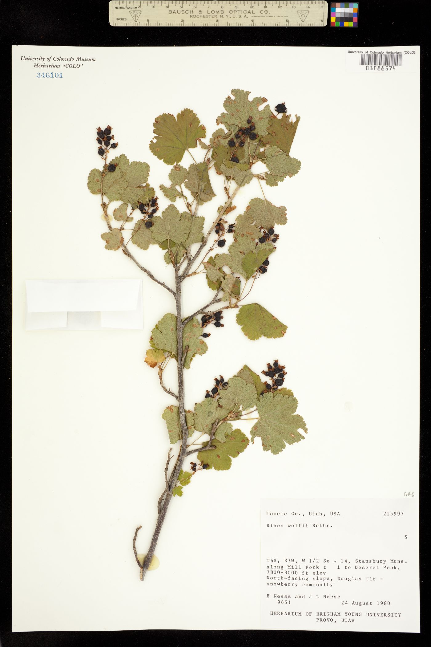 Ribes wolfii image