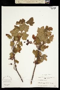 Ribes acerifolium image