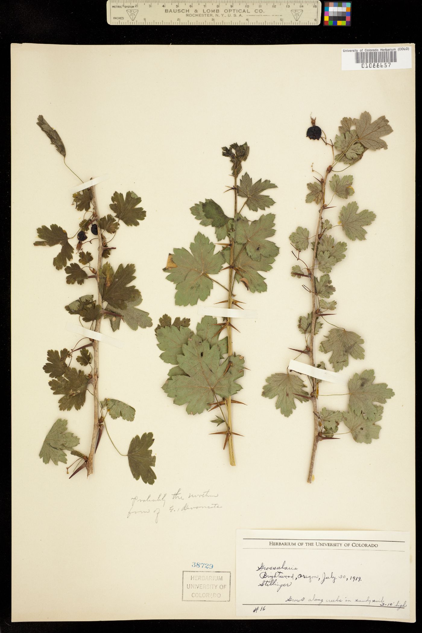 Ribes divaricatum image