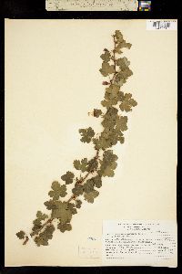 Ribes menziesii var. leptosmum image