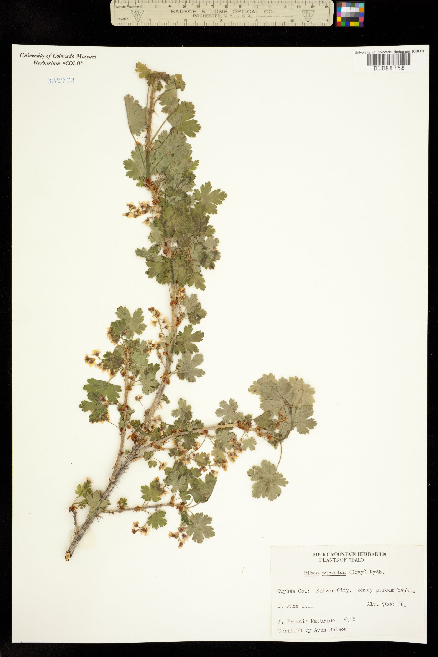 Ribes parvulum image