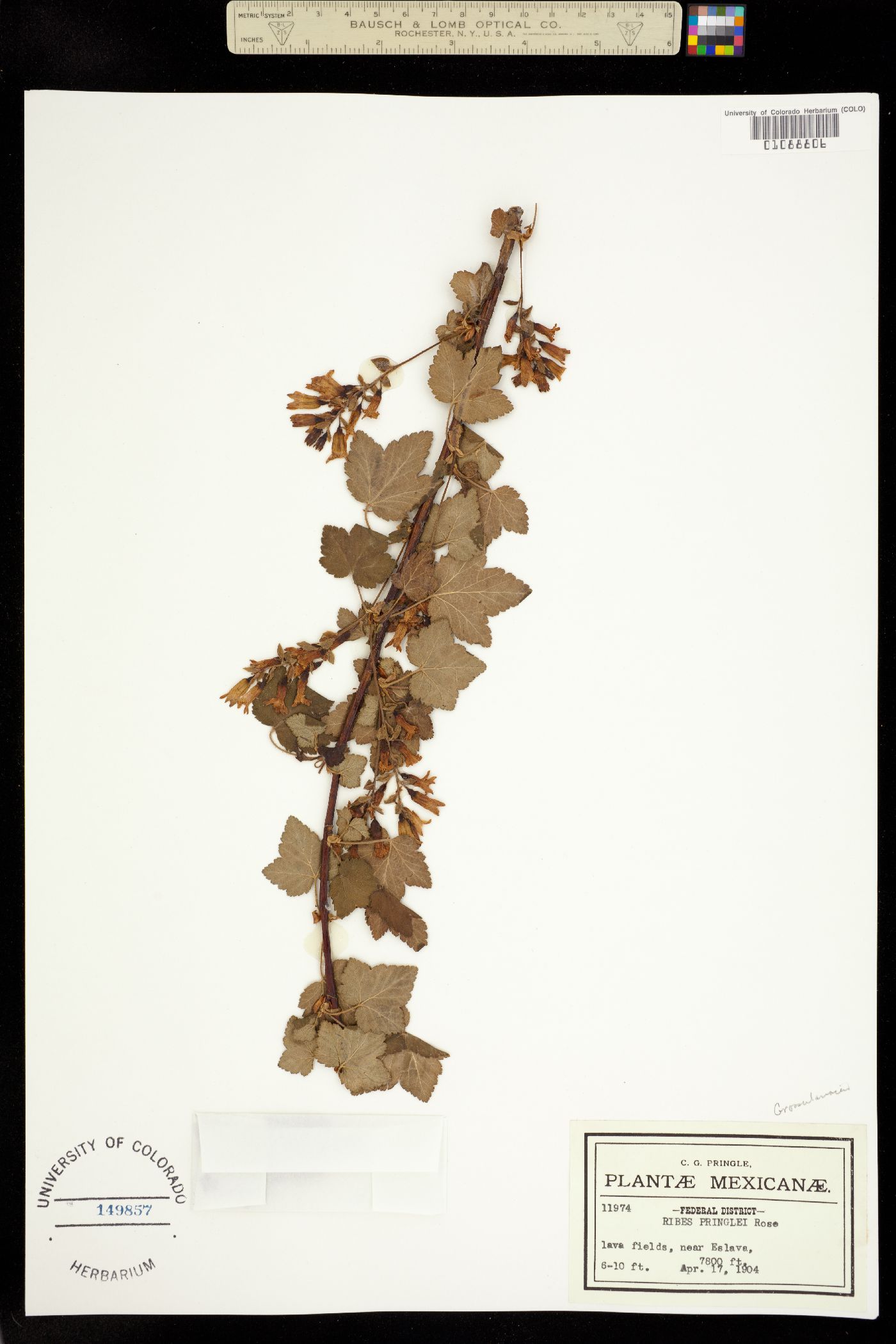 Ribes pringlei image