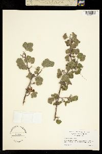 Ribes tortuosum image