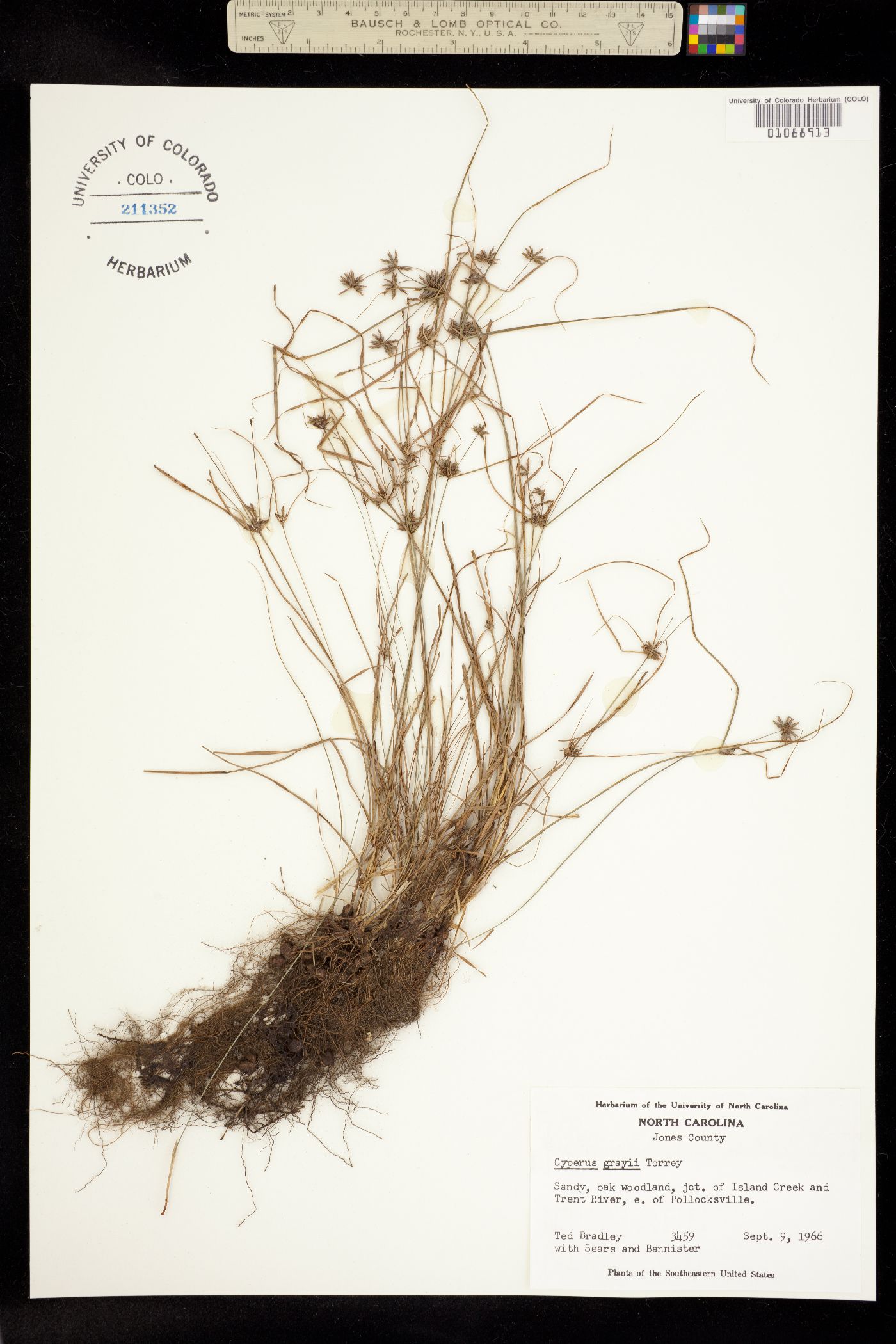 Cyperus grayi image