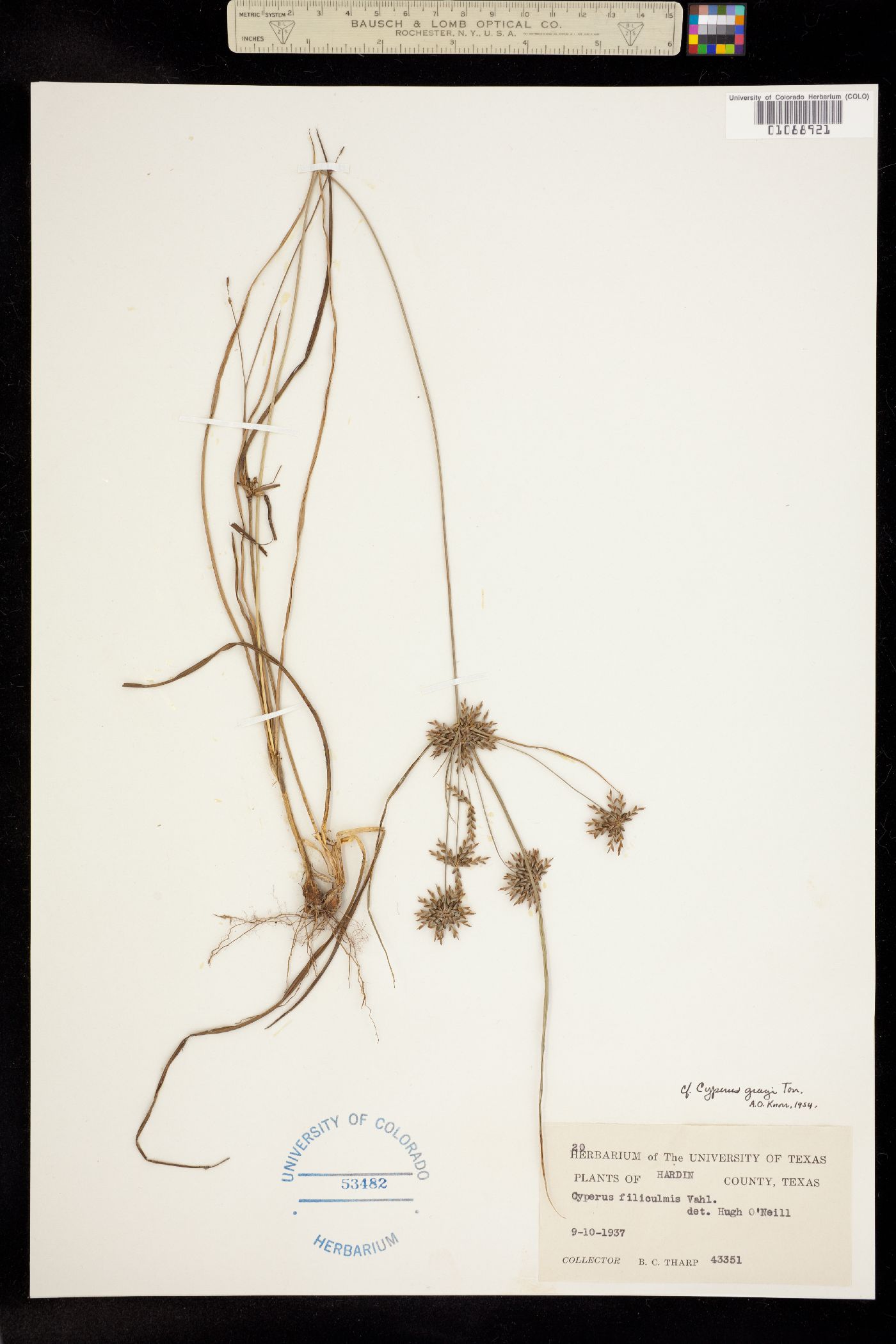 Cyperus grayi image