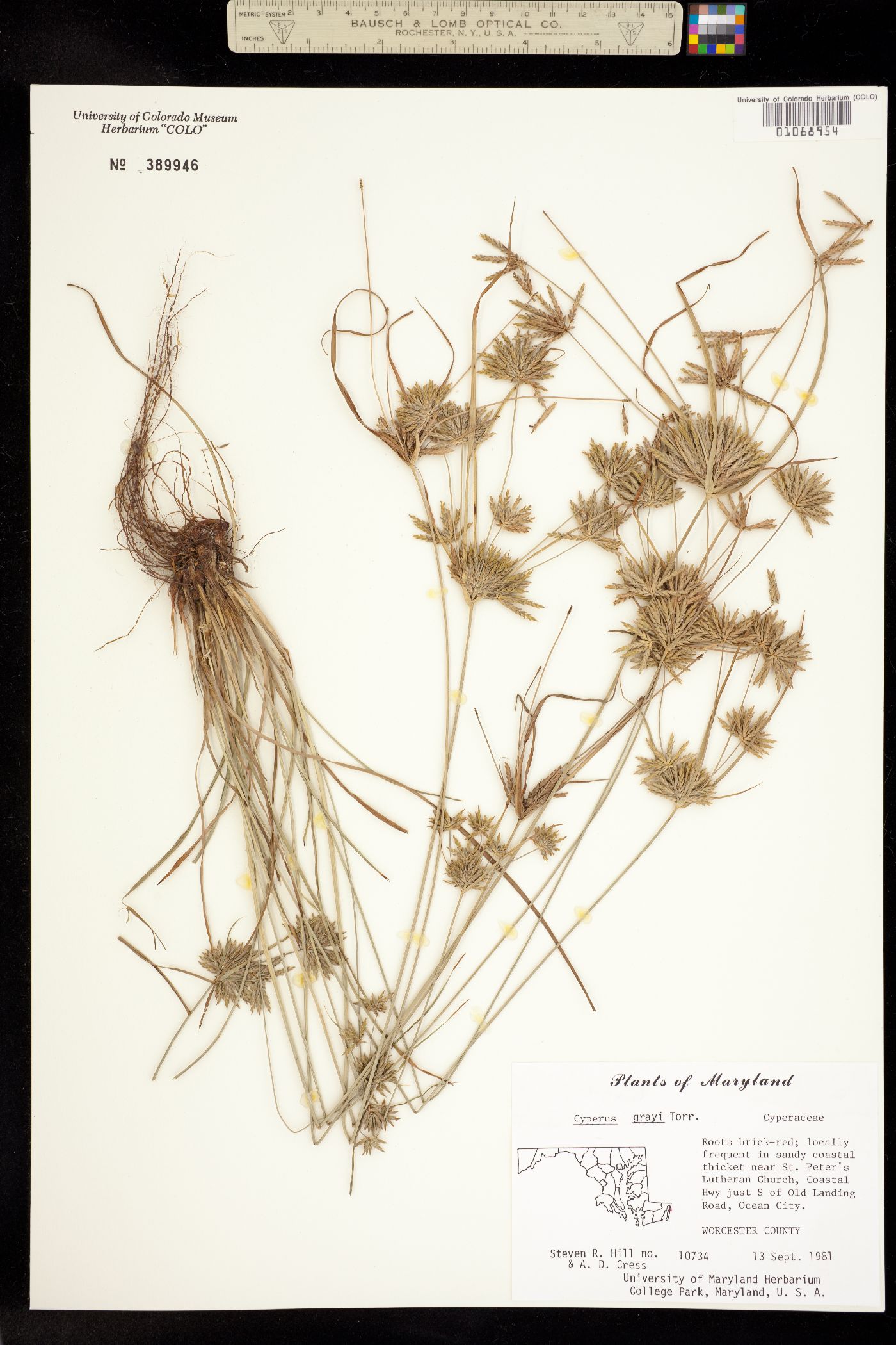 Cyperus grayi image