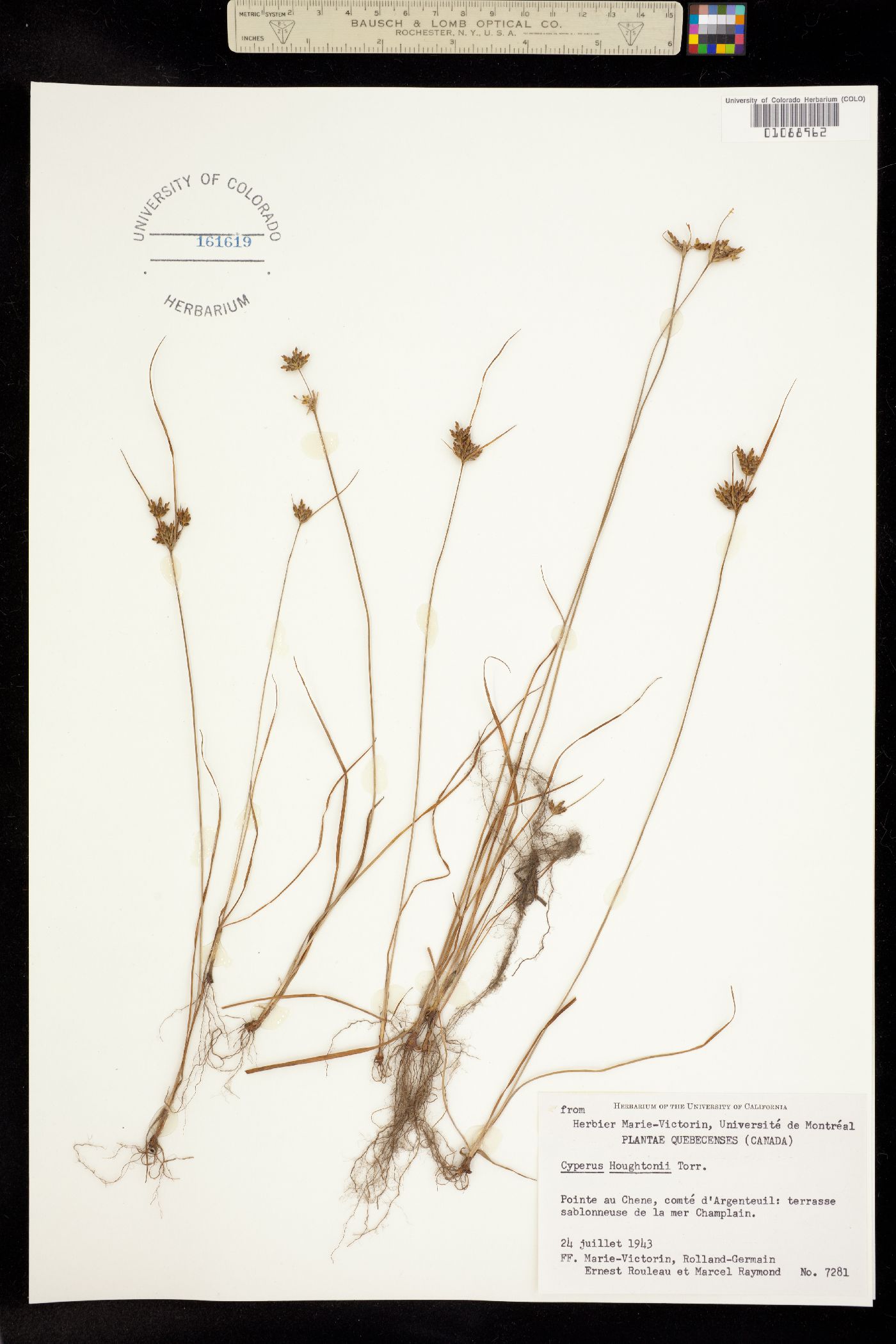 Cyperus houghtonii image