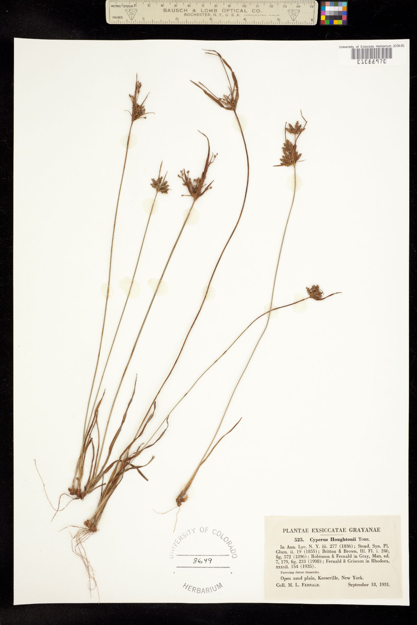 Cyperus houghtonii image