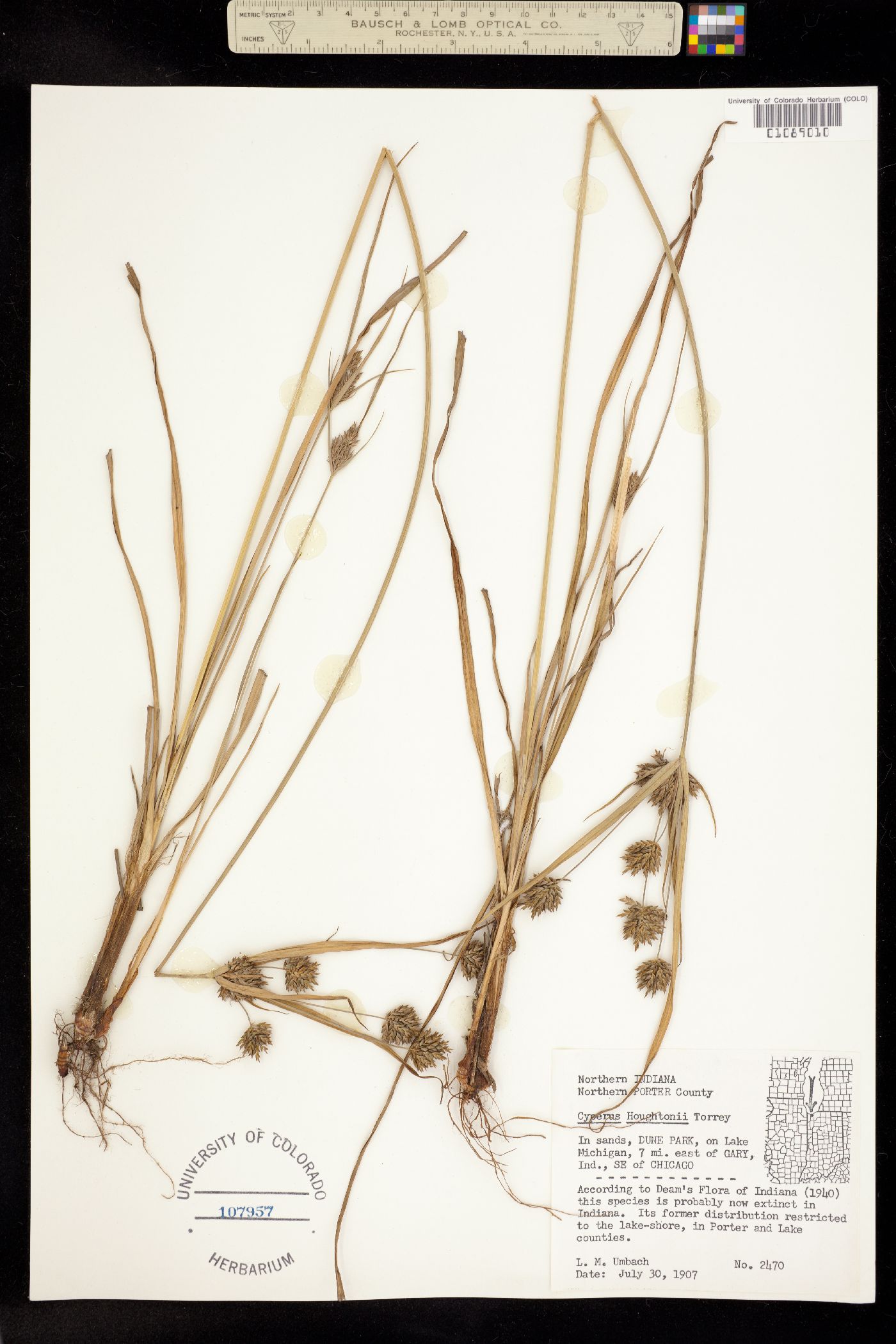 Cyperus houghtonii image