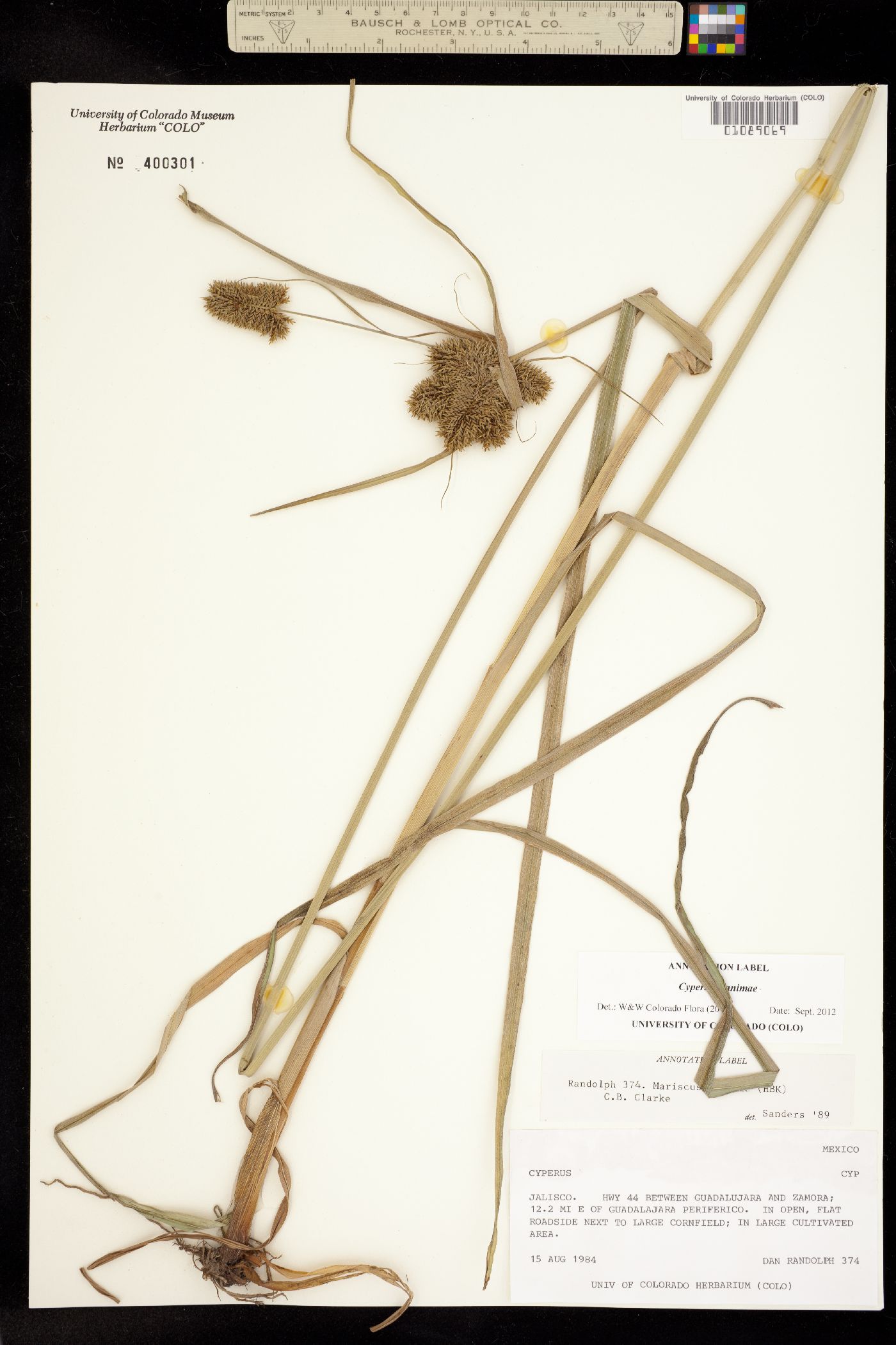 Cyperus manimae image