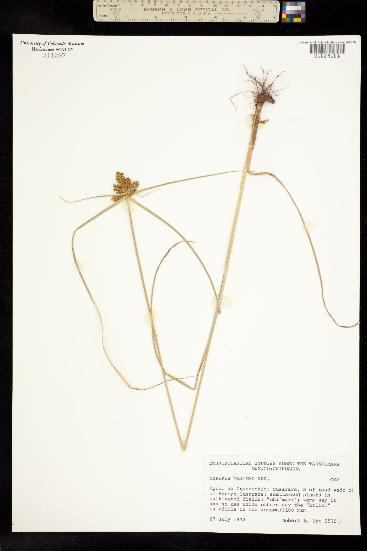 Cyperus manimae image