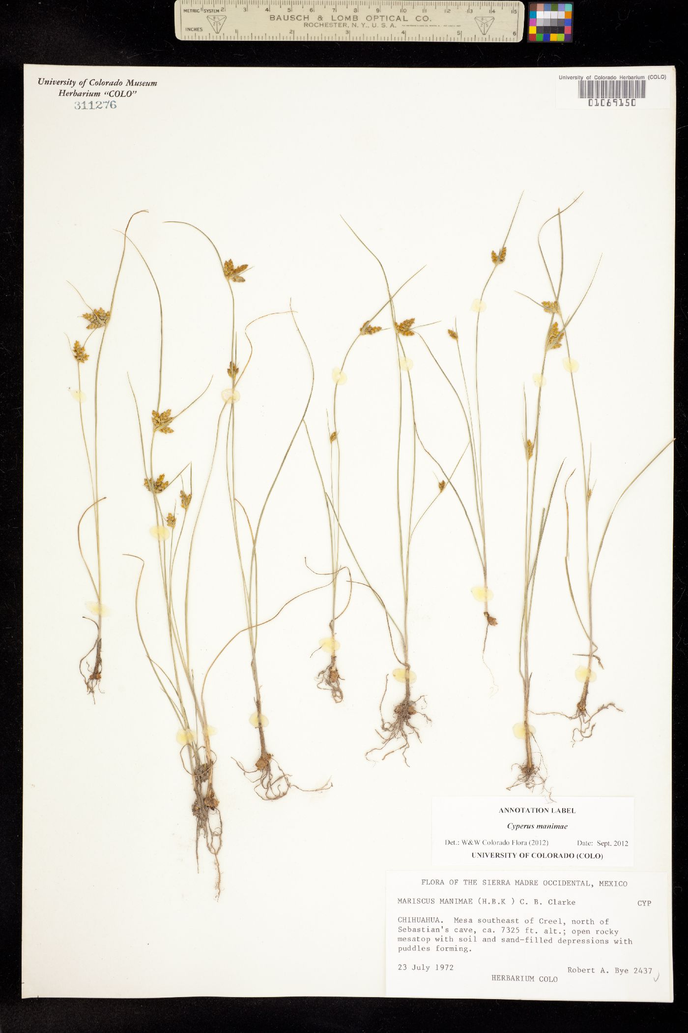 Cyperus manimae image