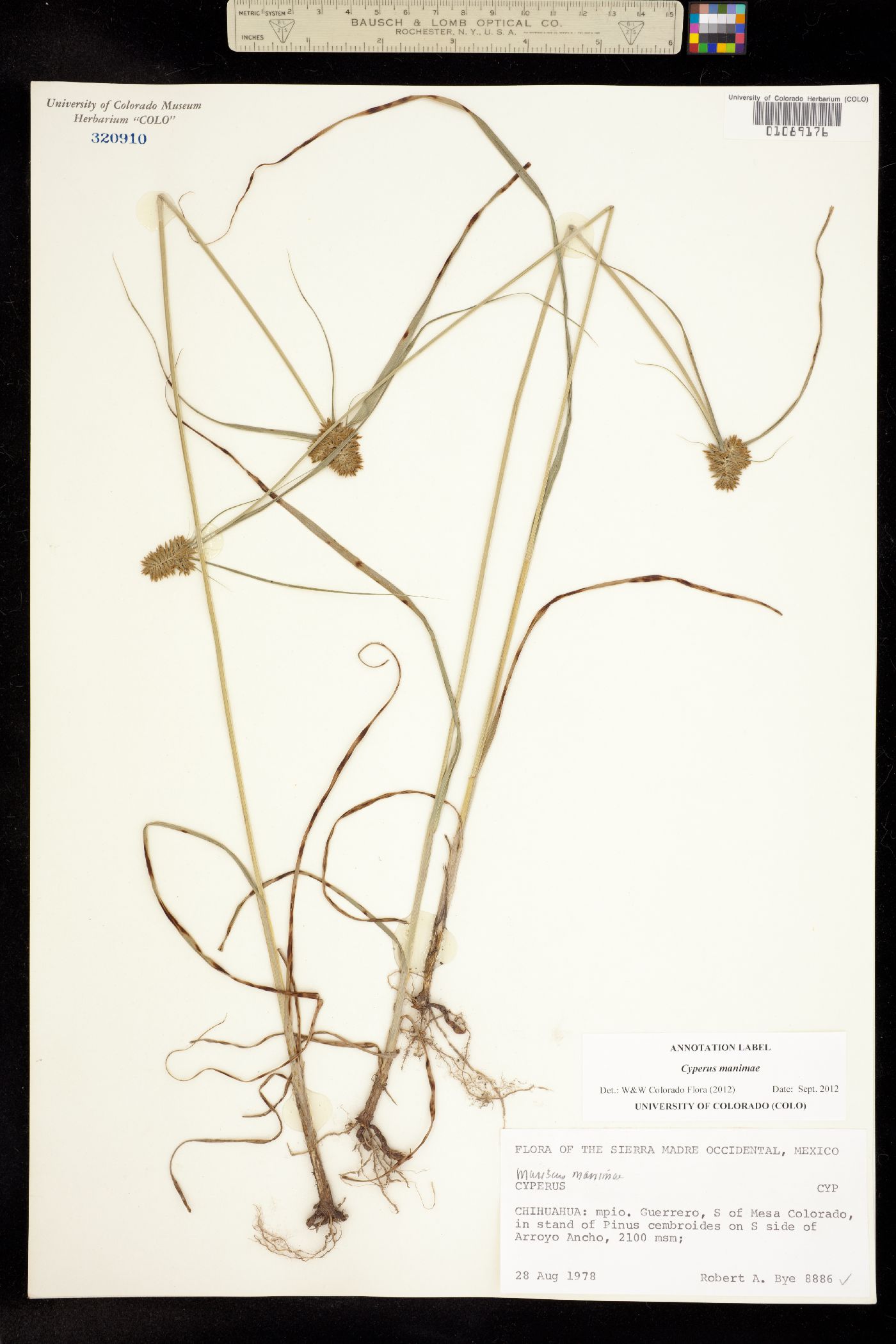 Cyperus manimae image