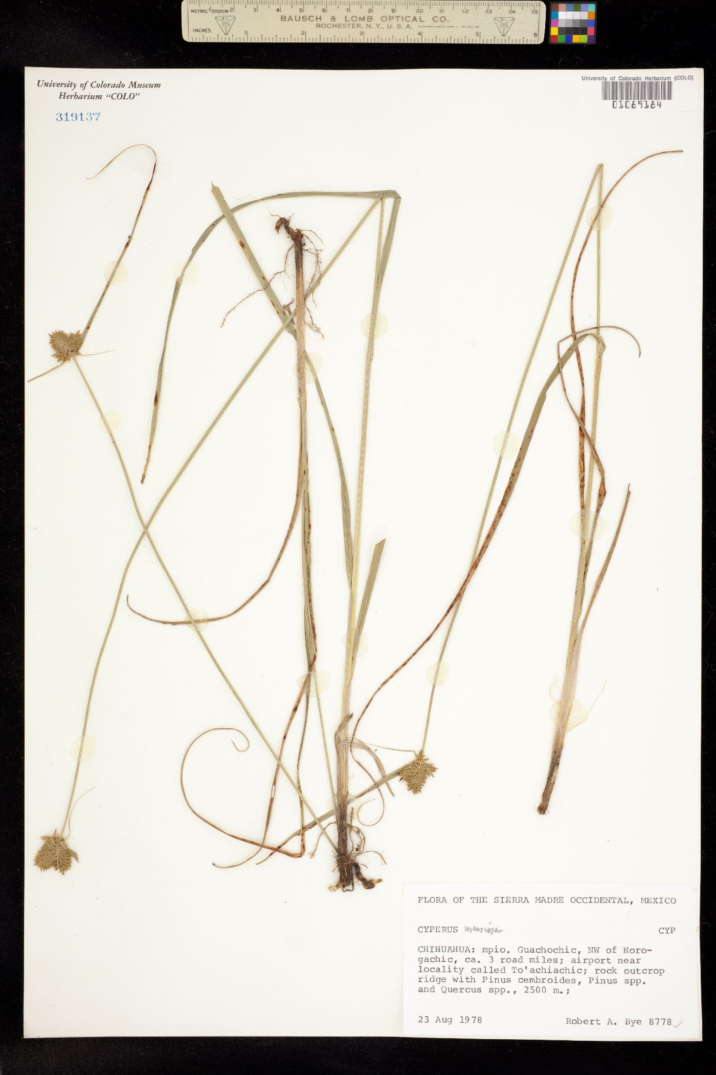 Cyperus manimae image