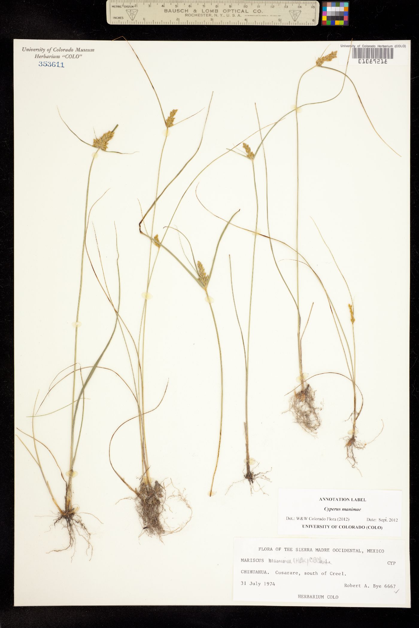 Cyperus manimae image
