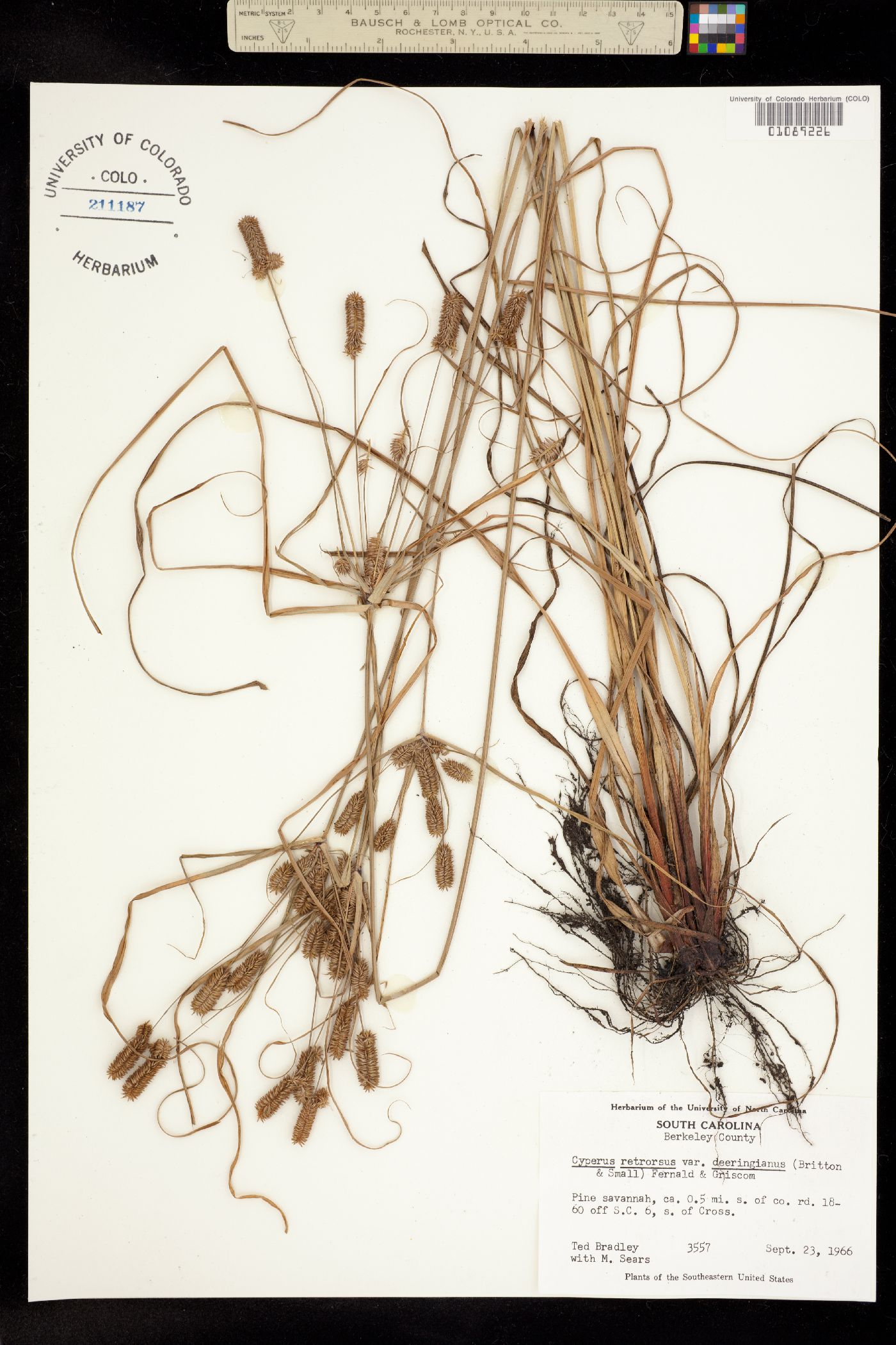 Cyperus retrorsus image