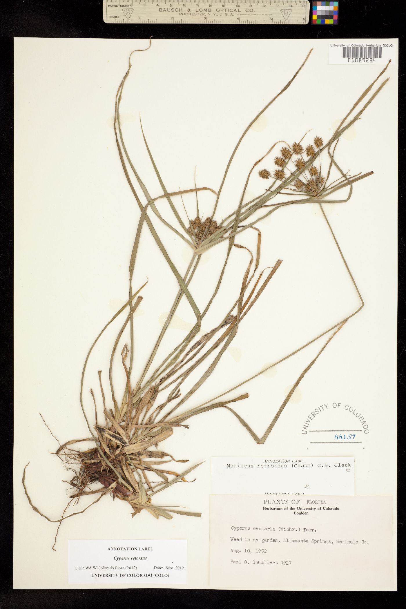 Cyperus retrorsus image