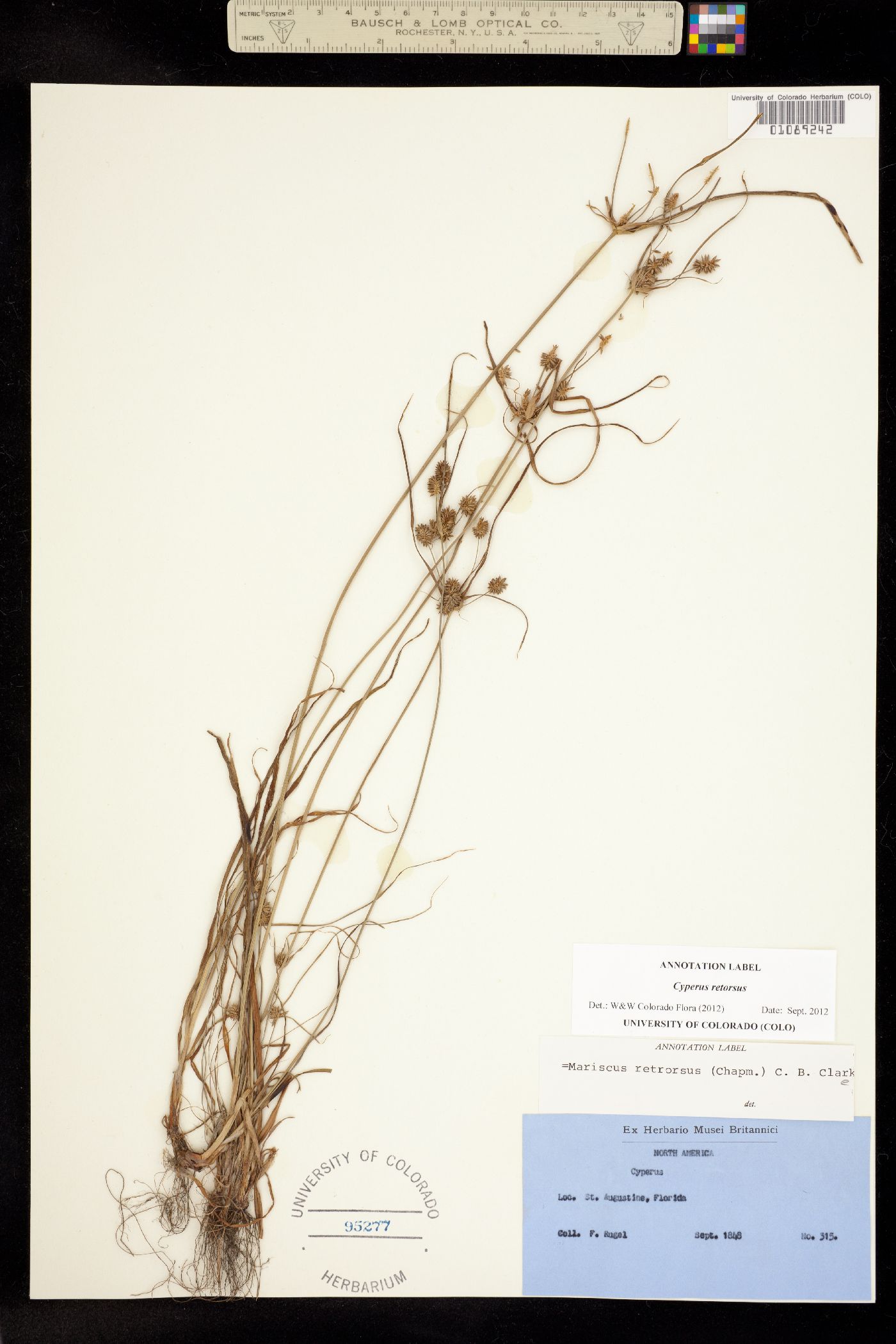 Cyperus retrorsus image