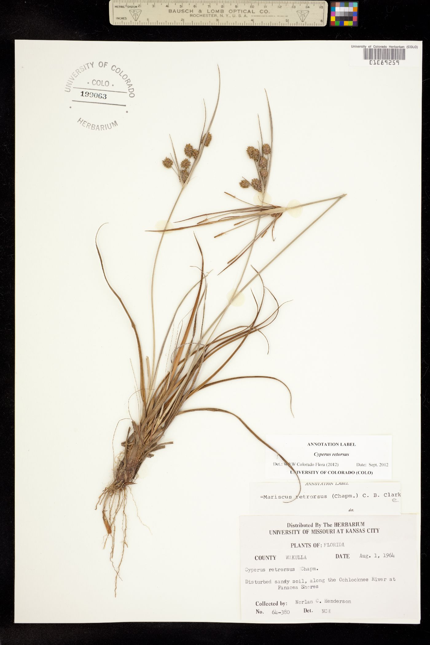 Cyperus retrorsus image