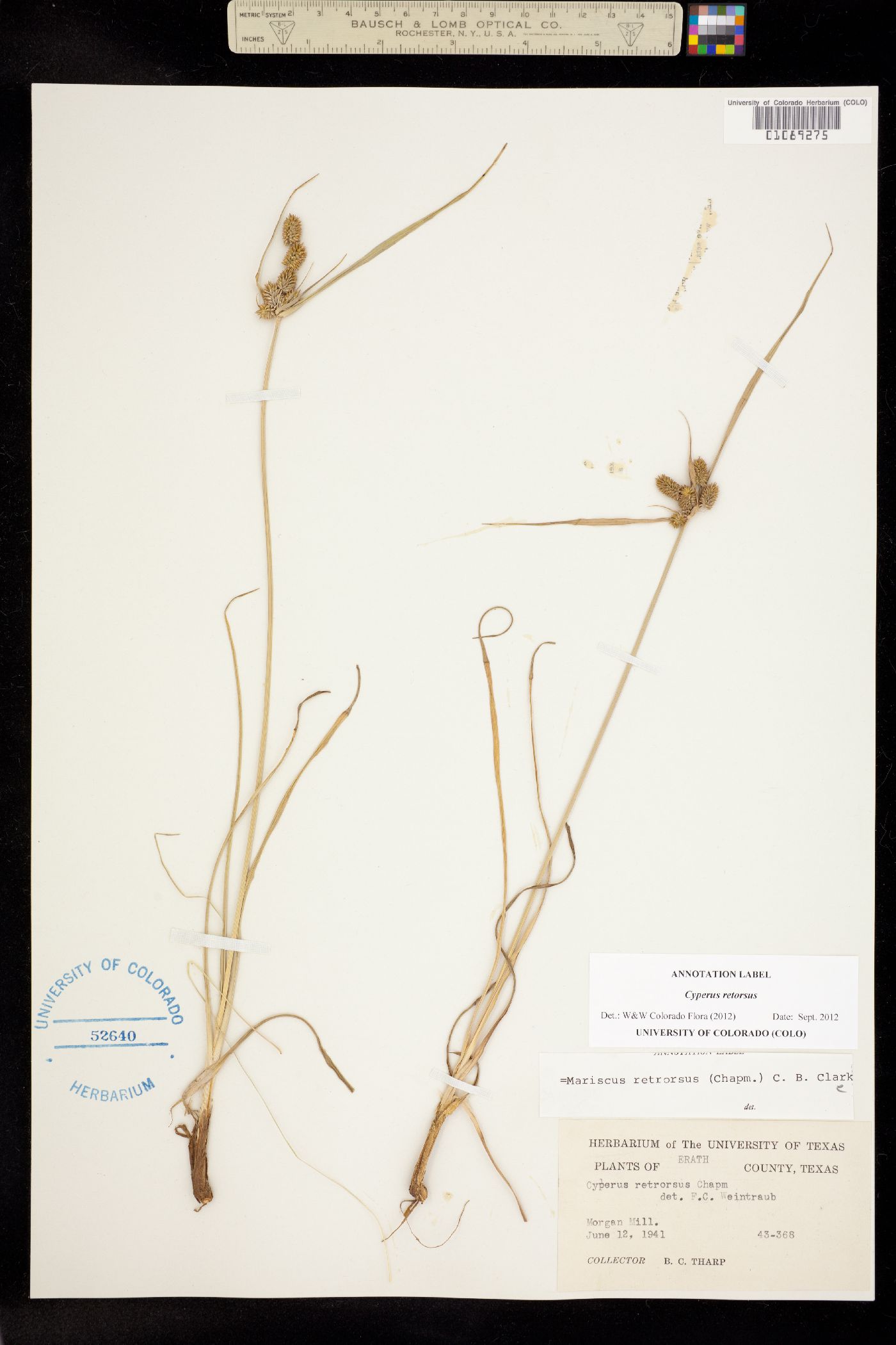 Cyperus retrorsus image