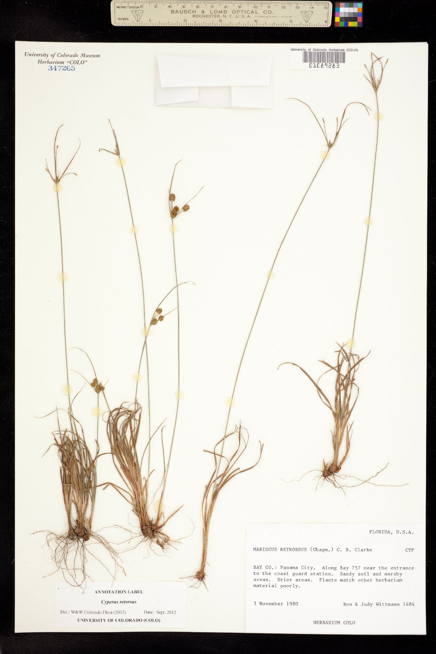 Cyperus retrorsus image