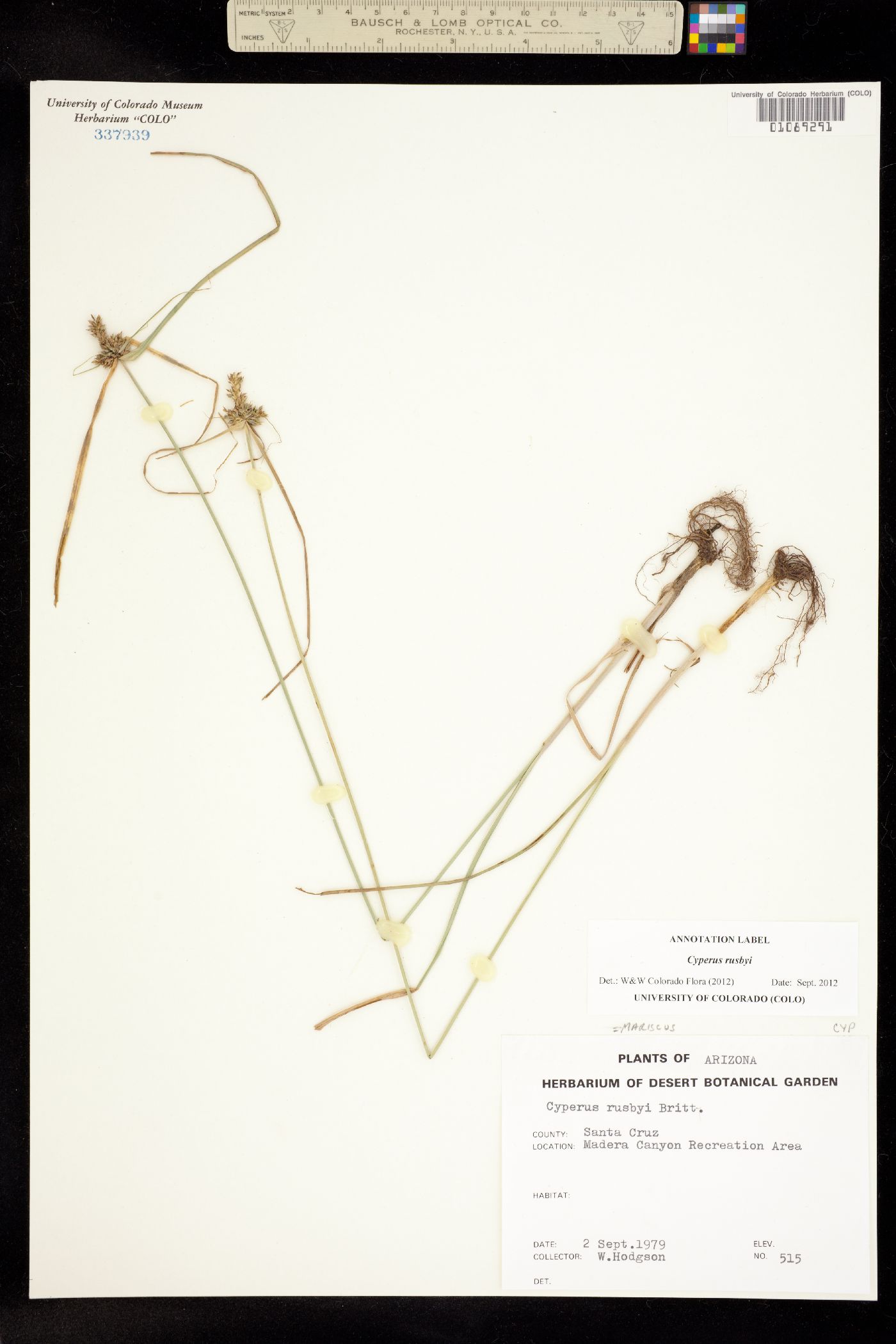 Cyperus sphaerolepis image