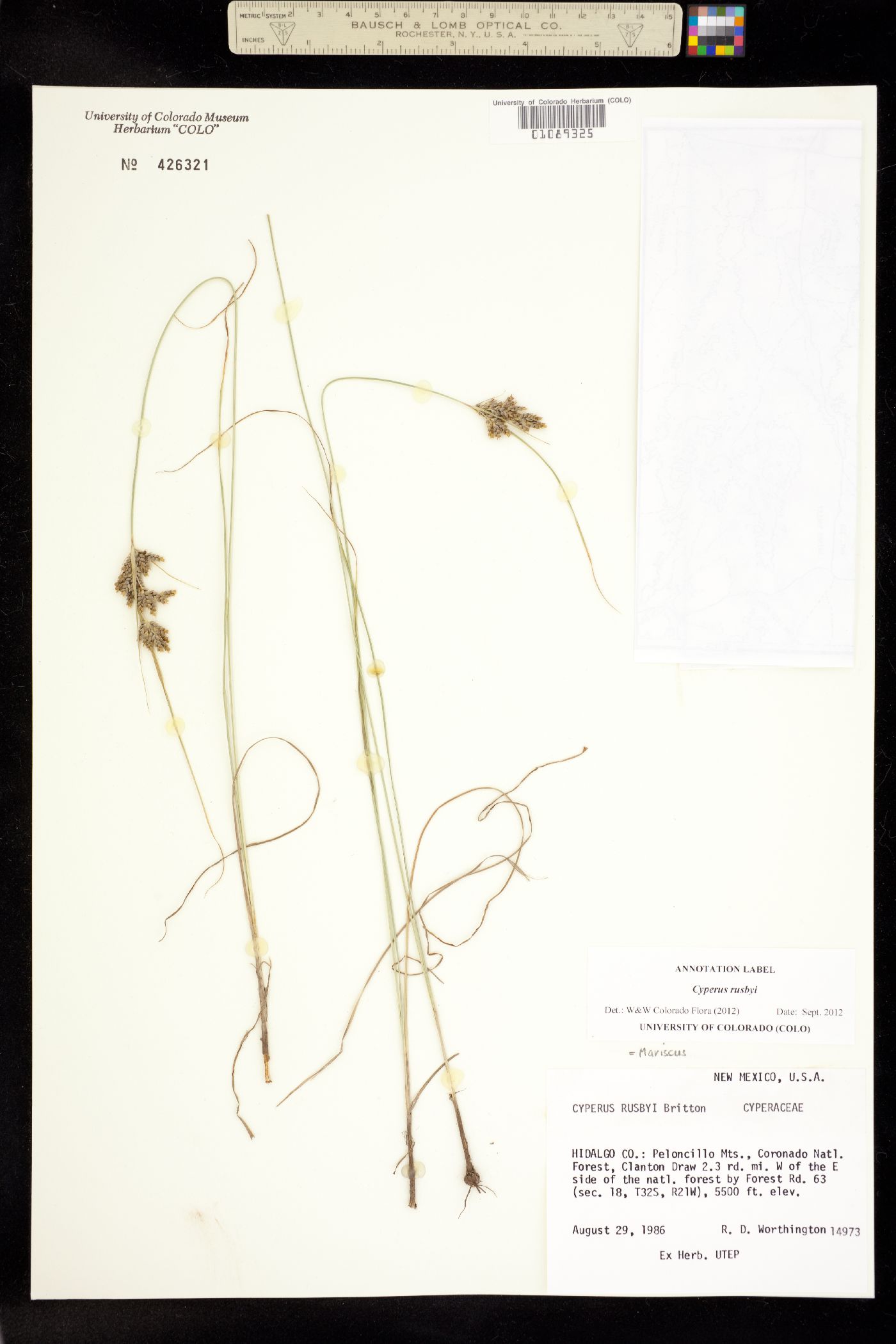 Cyperus sphaerolepis image