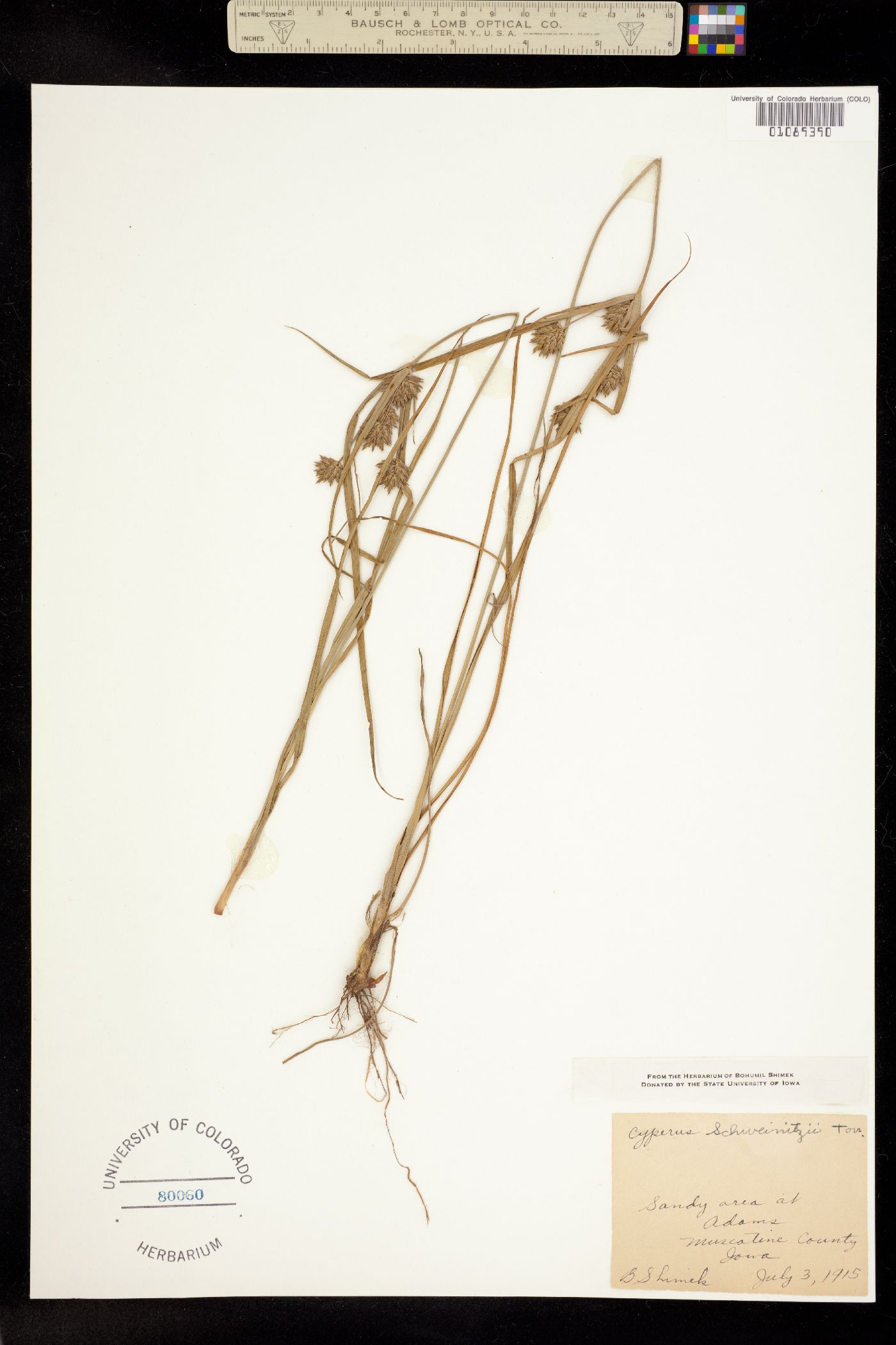 Cyperus schweinitzii image