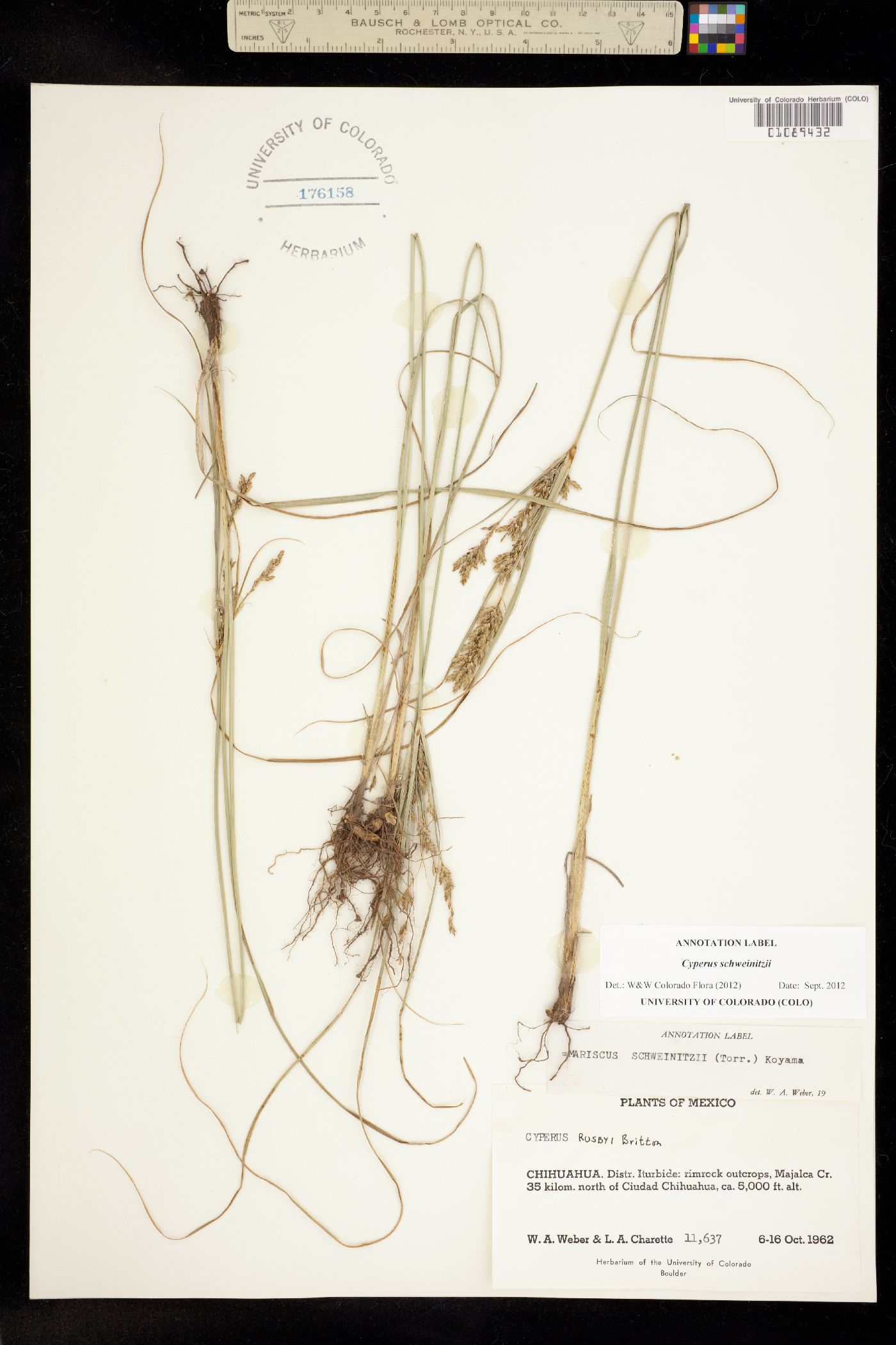 Cyperus schweinitzii image