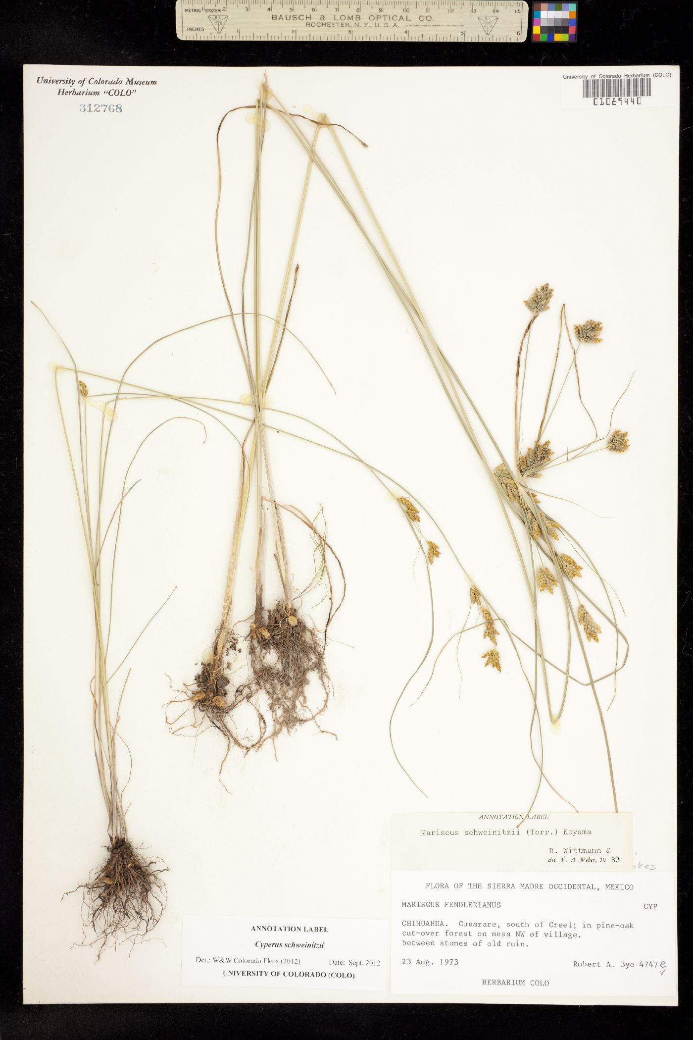 Cyperus schweinitzii image