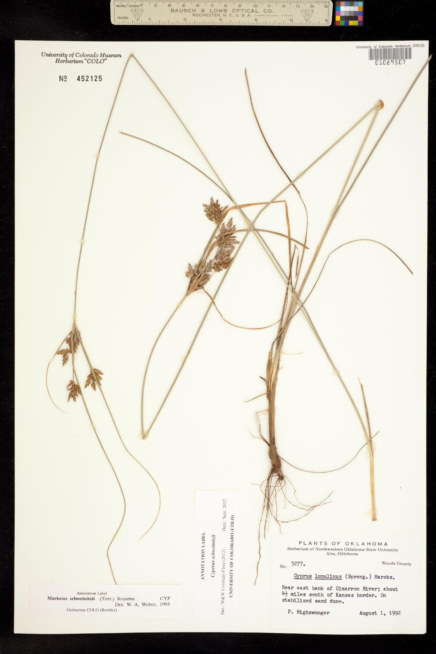 Cyperus schweinitzii image
