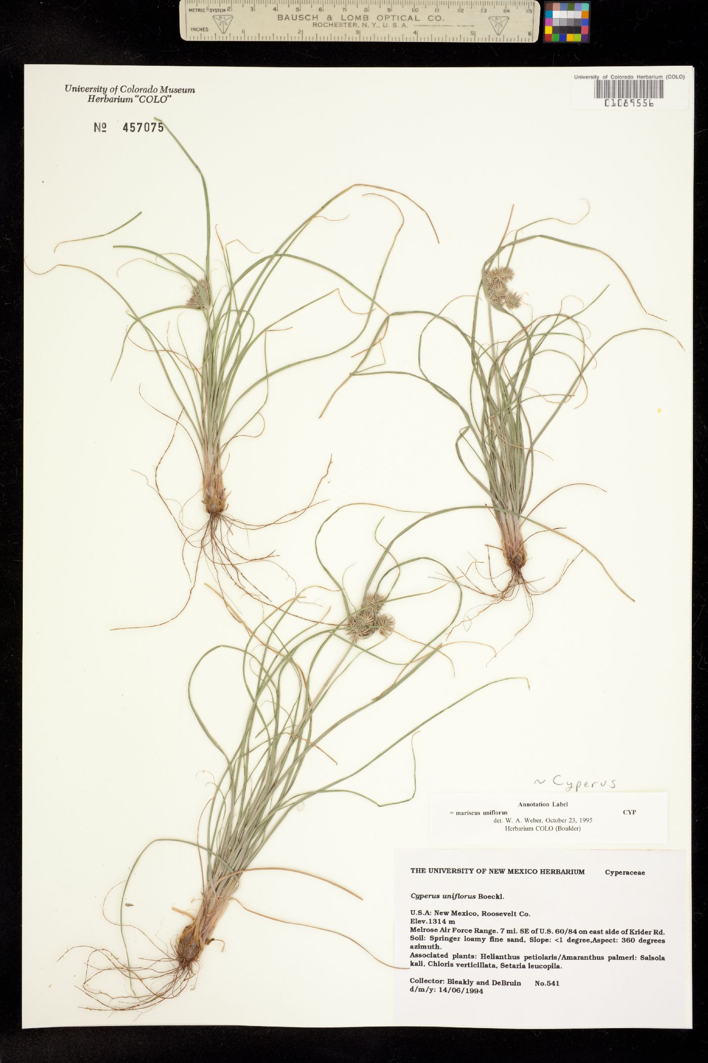 Cyperus floribundus image