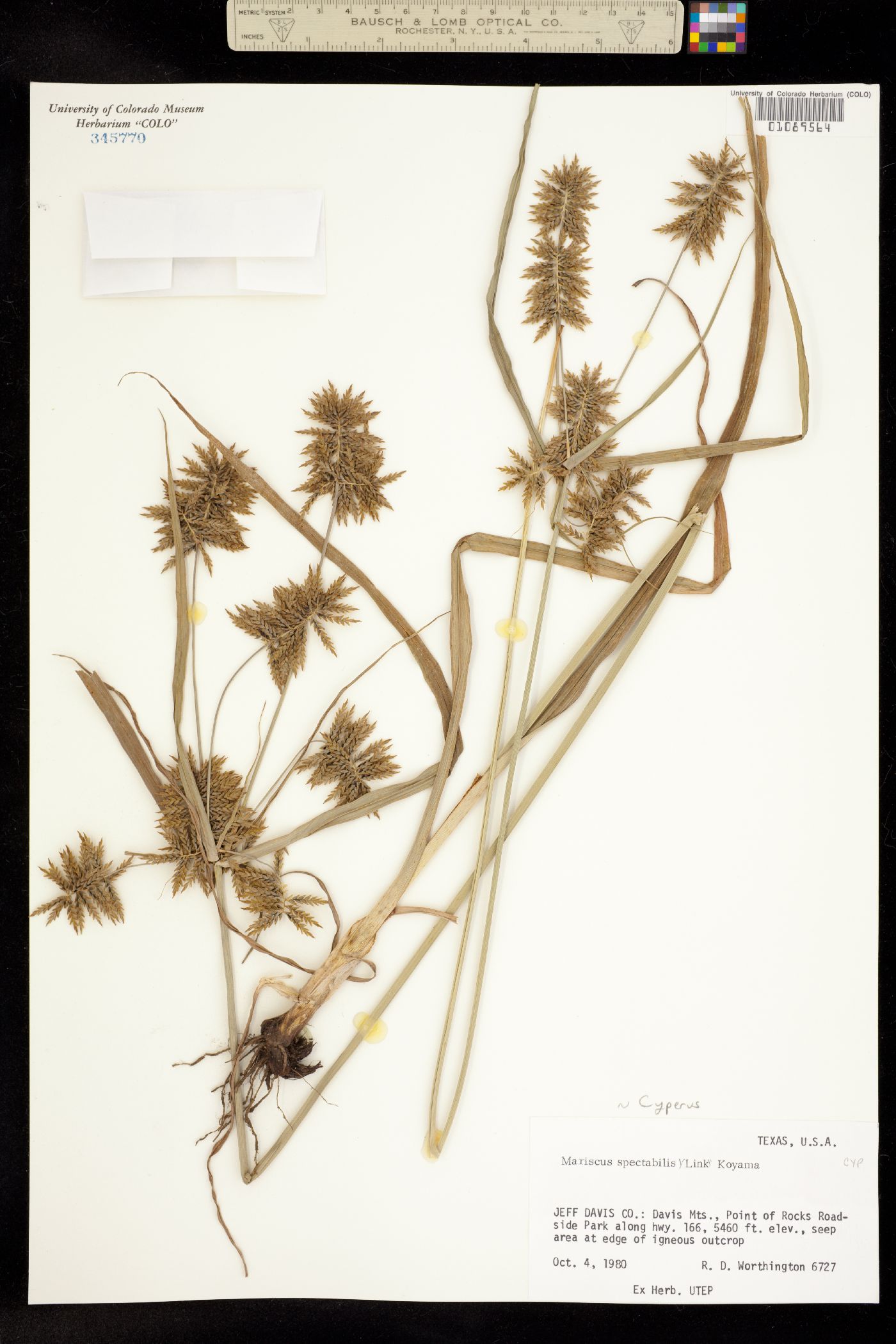 Cyperus spectabilis image